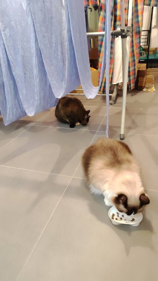 ハンカチサイズに切って、切り口だけミシンしてハンカチにもしたいな。