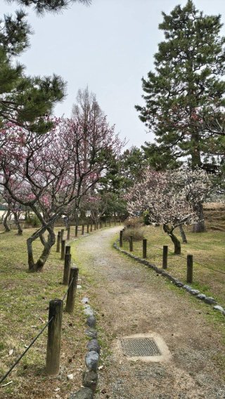 公園に入ってすぐに梅の香りがして、春になるんだなぁ～って実感