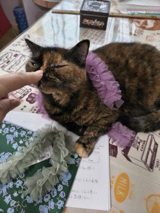 フリフリのリボン使う予定が野乃ちゃんに似合いすぎて